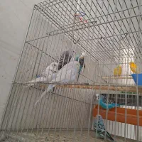 مرغ عشق|پرنده|اصفهان, پزوه|دیوار
