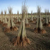 فروش فوق‌العاده نهال نیگرا ترکیه