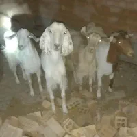 4عدد بز خوب نژاد دار شیری دوعدکره یک نره ی ماده|حیوانات مزرعه|زرند, |دیوار