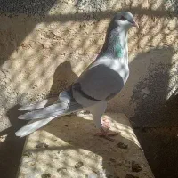 کفتر قیل سرخ کاشونی|پرنده|شهرضا, |دیوار