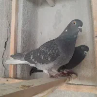 نروماده دهن جور دم سفید