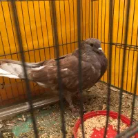 کفتر سرخ|پرنده|قم, انسجام|دیوار