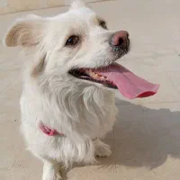 سگ اشتپیز|سگ|کرج, کمال‌شهر|دیوار