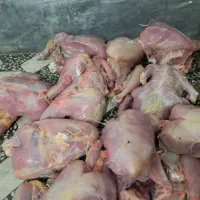 غذا سگ مرغ|لوازم جانبی حیوانات|ساری, |دیوار