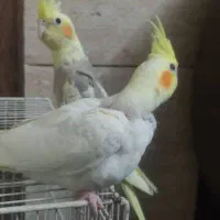 فروش جوجه عروس هلندی|پرنده|شاندیز, |دیوار