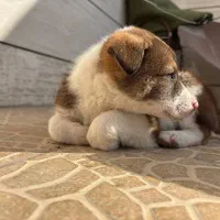 توله سگ ماده