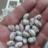 لوبیا چیتی گوقین فوقالعاده بذر درجه یک باردهی عالی