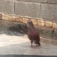 دو تا نر پلنگ سورخ و مینا سورخ