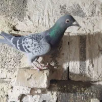 کفتر|پرنده|مشهد, شهرک مهرگان|دیوار