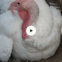 دوعدد بوقلمون گوشتی نروماده