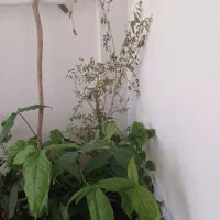 گل فروشی|گل و گیاه طبیعی|ایوان, |دیوار