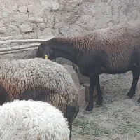 میش قزل افشار