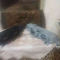 چراغ جلوپرشیا