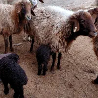 میش زاییده...|حیوانات مزرعه|کاشمر, |دیوار