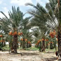 انار انجیر انگور نخل خرمانهال درخت نهالستان تولیدی|خدمات باغبانی و درختکاری|قم, عمار یاسر|دیوار