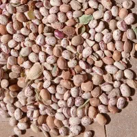 فروش لوبیا چیتی