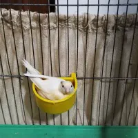 قناری ماده رسمی رنگ لیموی...آگهی کامل بخوانید|پرنده|قزوین, |دیوار