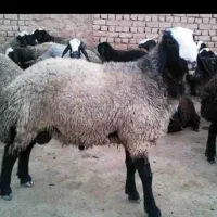 گوسفند زنده در پرند و اطراف پرند