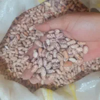 لوبیا چیتی قیمت مناسب