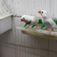 فنچ
