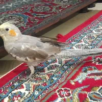 پرنده|پرنده|مریوان, |دیوار