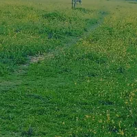 اسب اصیل ترکی پرخون|حیوانات مزرعه|کازرون, |دیوار
