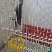 عروس هلندی نر
