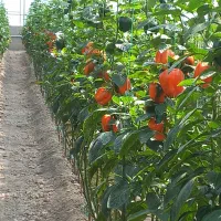 پذیرش سرمایه،واگذاری سهام گلخونه درحال توسعه