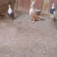 کربلایی زرد ماده فروشی