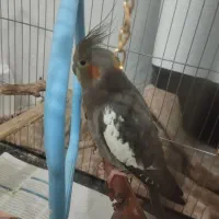 عروس هلندی ماده