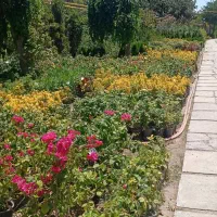 باغبانی حرفه ای -از مشاوره تا اجرای کامل|خدمات باغبانی و درختکاری|مشهد, سجاد شهر|دیوار