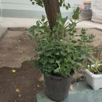 گل طبیعی