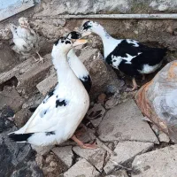 اردک|حیوانات مزرعه|چرداول, |دیوار