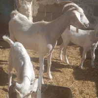 بز دورگ سانن شیرا|حیوانات مزرعه|طبس, |دیوار