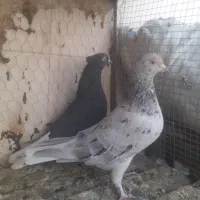 کفتر|پرنده|قائن, |دیوار
