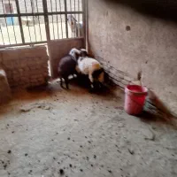 بره داشتی