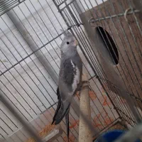 عروس هلندی وایت فیس