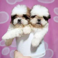 شیتزو سوپر فلت عروسکی