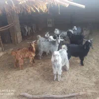 سلام 12عددکهره تمیزه چاق بفروش میرسد