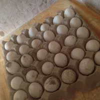 تخم مرغ سبرایت و میناتور|حیوانات مزرعه|دماوند, دماوند|دیوار