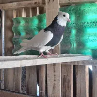 ماده غلاق دمگیر گمشده