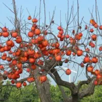 پیشفروش نهال شناسه دار خرمالو|خدمات باغبانی و درختکاری|بدره, |دیوار