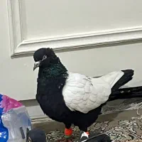 کفتر کبوتر رنگه نر سینه کله|پرنده|مشهد, سید رضی|دیوار