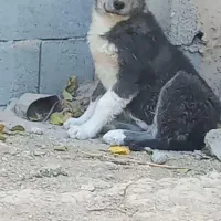 سگقدریجونی