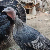 بوقلمون،خروس محلی،مرغ و خروس سلطان|حیوانات مزرعه|شیراز, شهرک قمشه|دیوار