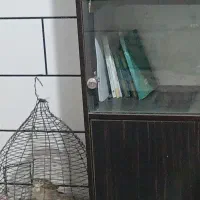 سهره قناری خاکی نر