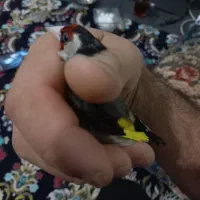 سهره نر چهارگل عطیقه.|پرنده|پاکدشت, پاکدشت (مامازند)|دیوار