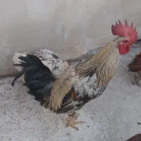 خروس زرنگو زیبا