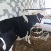 دوراس گوساله سیمینتال پاندا