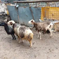 سه راس گوسفند ماده ابستن درجه یک|حیوانات مزرعه|جوانرود, |دیوار